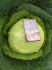 Капуста от производителя