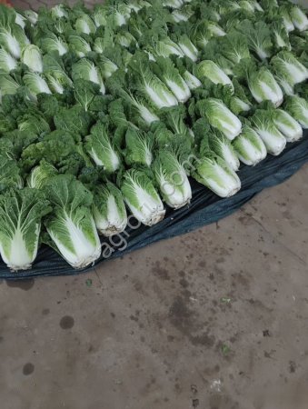 Пекинская капуста