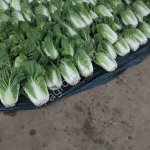 Пекинская капуста