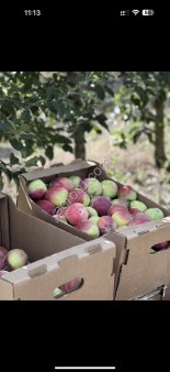 Яблоки от фермера