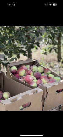 Яблоки от фермера