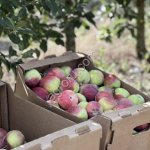 Яблоки от фермера