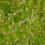 СЕМЕНА ОВСЯНИЦЫ ЛУГОВОЙ