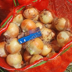 Лук репчатый