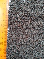 Горчица черная