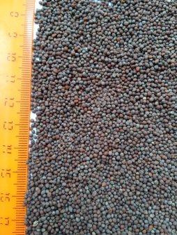 Горчица черная