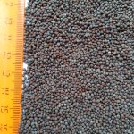 Горчица черная