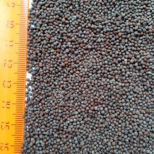 Горчица черная