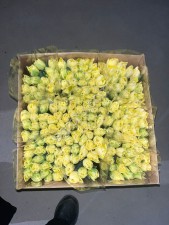 Луковицы тюльпана