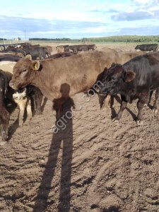 Крупно рогатый скот живым весом