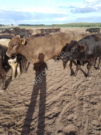 Крупно рогатый скот живым весом