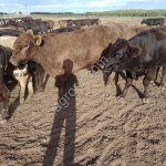 Крупно рогатый скот живым весом