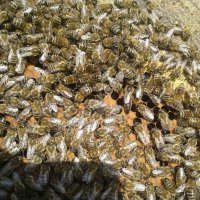 Пчелопакеты Карника