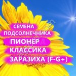 ГИБРИДЫ СЕМЕНА ПОДСОЛНЕЧНИКА ПР63А90 (ПИОНЕР, PIONEER)