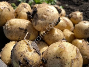 Картофель
