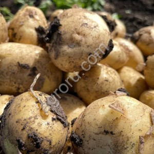 Картофель