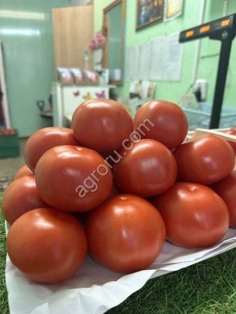 Томат Тореро F1