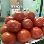 Томат Тореро F1