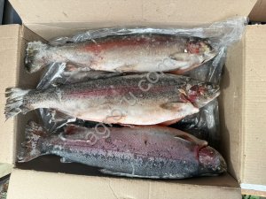 Форель радужная ПСГ 2+