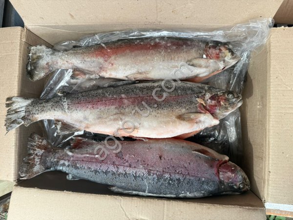 Форель радужная ПСГ 2+