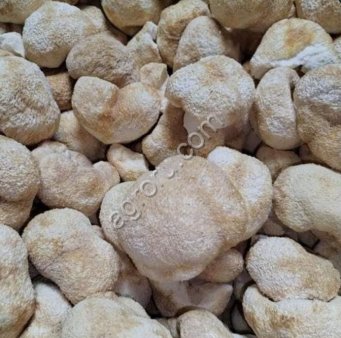 Ежовик гребенчатый, плодовое тело