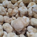 Ежовик гребенчатый, плодовое тело