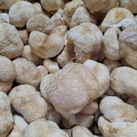 Ежовик гребенчатый, плодовое тело