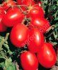 помидор