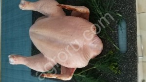 Домашние бройлеры