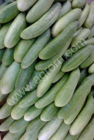 огурцы, помидоры, перец, фрукты