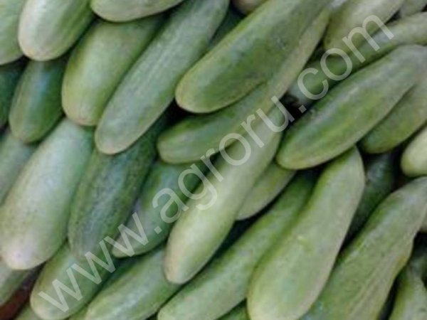 огурцы, помидоры, перец, фрукты