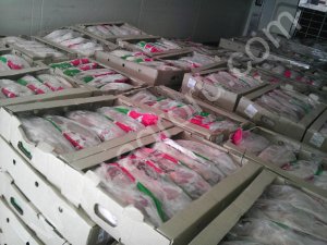 УТКИ-ХАЛЯЛЬ