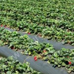 Пленка полиэтиленовая для мульчирования