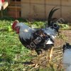 Петухи на племя породы Суссекс, Род-Айленд