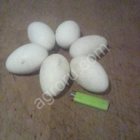 Гусыни несушки