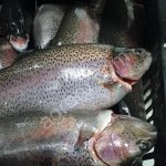 Форель охлажденная