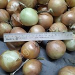 Лук оптом от производителя