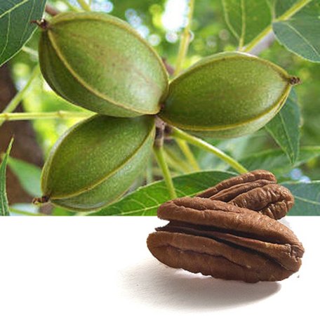 Цены на пекан в США достигли рекордных отметок