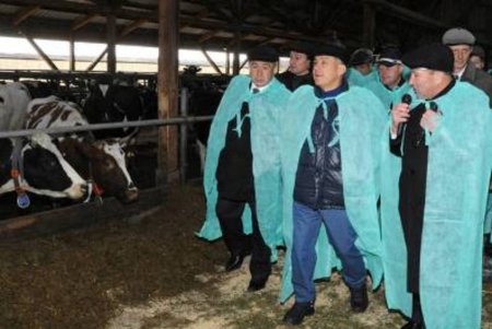 Рустам Минниханов посетил молочный комплекс в Сабинском районе