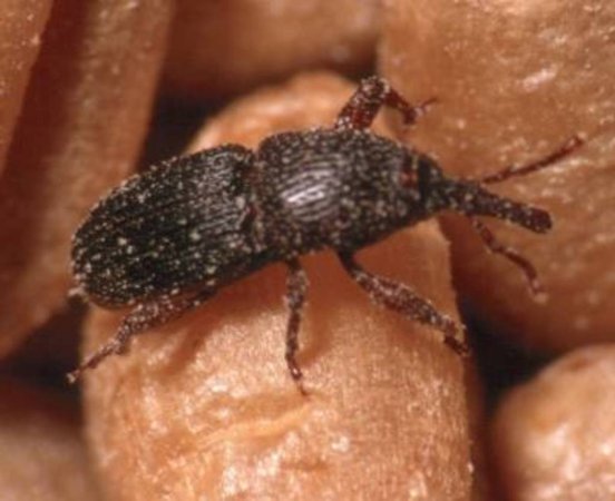 В госучреждения Белгородской области поставлялись крупы без документов, подтверждающих качество и безопасность