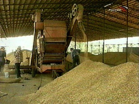 Курганские элеваторы реализовали 57,4 тыс. тонн зерна