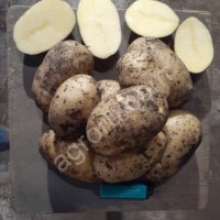 Картофель