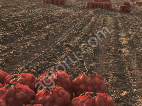 Лук репчатый (Манас)