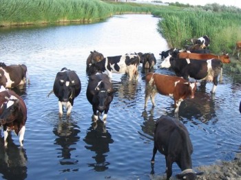 USDA: 2012 год - Россия потеряет коров