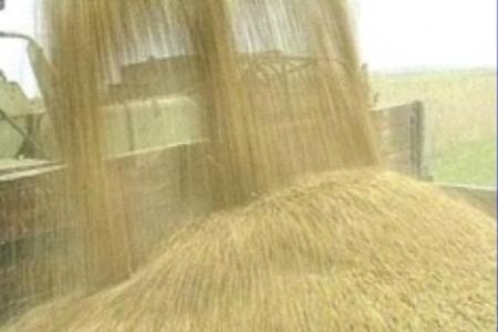 Южная Корея планирует закупить около 600 тыс.тонн фуражной пшеницы