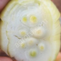 Лук репчатый на перо Каратал