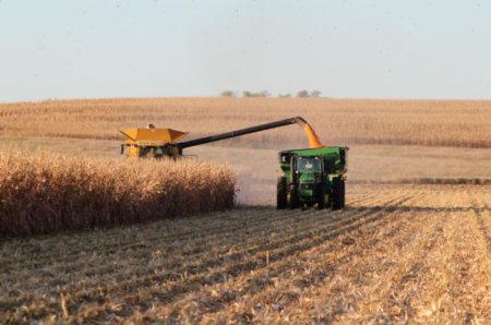 Собранный урожай позволит обеспечить потребление и экспорт — Минсельхоз