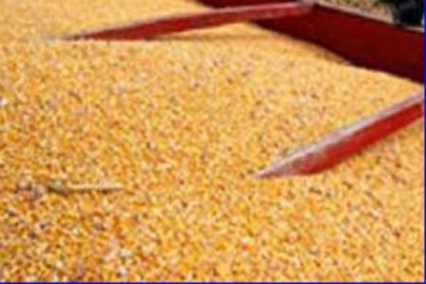 ОАЭ планирует закупить крупный объем зерновых