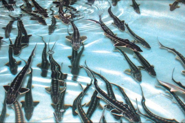 Ученые заявили об угрозе исчезновения осетровых на Кубани