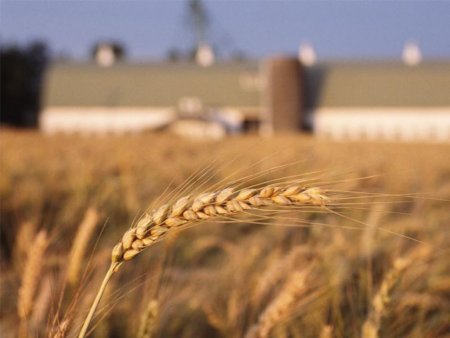 Россия увеличит сбор пшеницы до 64 млн тонн